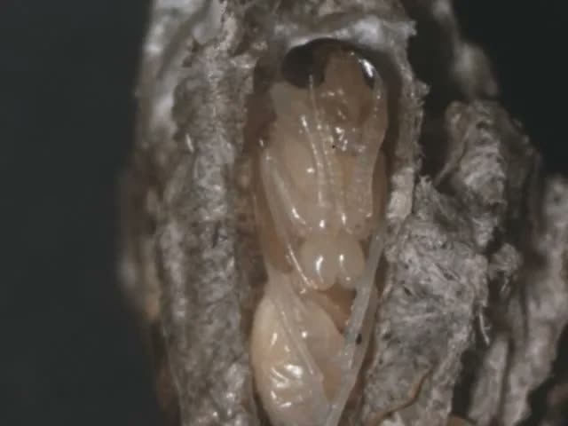 PHXInsectHomes