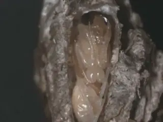 PHXInsectHomes