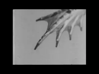 Amphibians (1957)