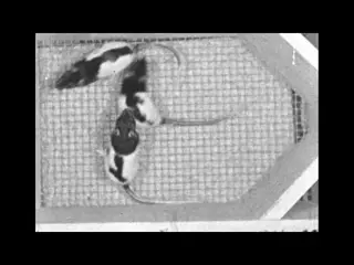 Animal Studies Social Modification (silent)