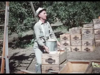 Picking Rogue River Pears (silent, 1950s?)