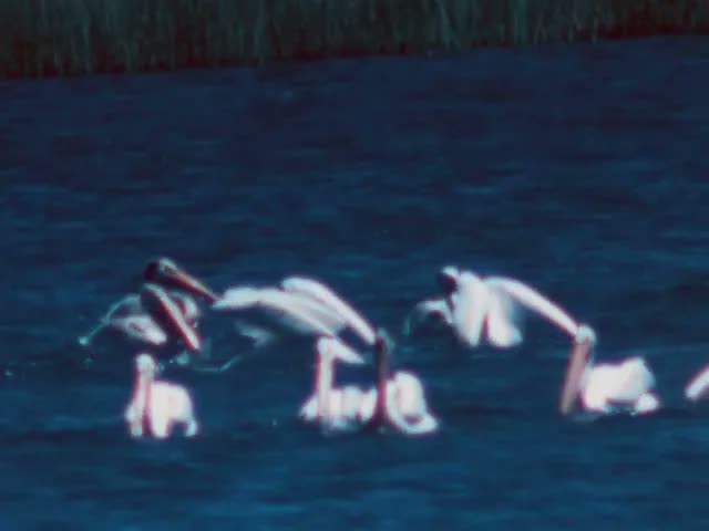 OAunknownhomemoviesWaterfowl3 cont