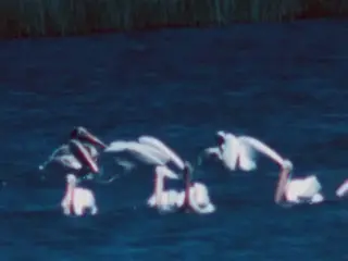 OAunknownhomemoviesWaterfowl3 cont