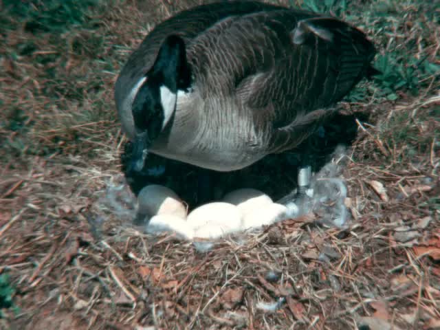 home movie: Goose Story