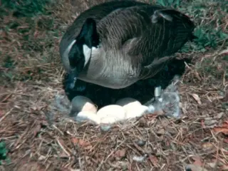 home movie: Goose Story