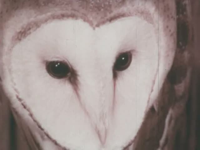 Elementary Natural Science:  Owls (1976)