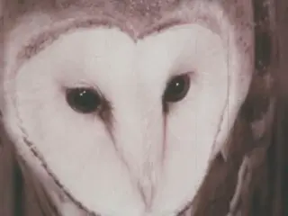 Elementary Natural Science:  Owls (1976)