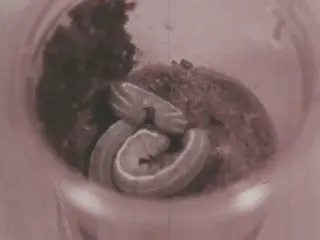 What Ecologists Do (1971)