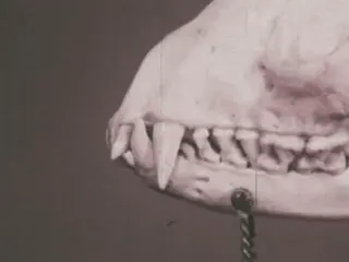 Small Predatory Animals (1973)