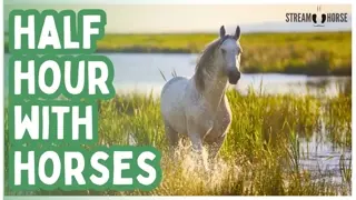 A 30-Minute Reset 🌿🐎 Horses in Nature Around the World