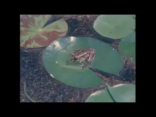 Ecology: Basic Concepts (silent, raw footage,1970s)