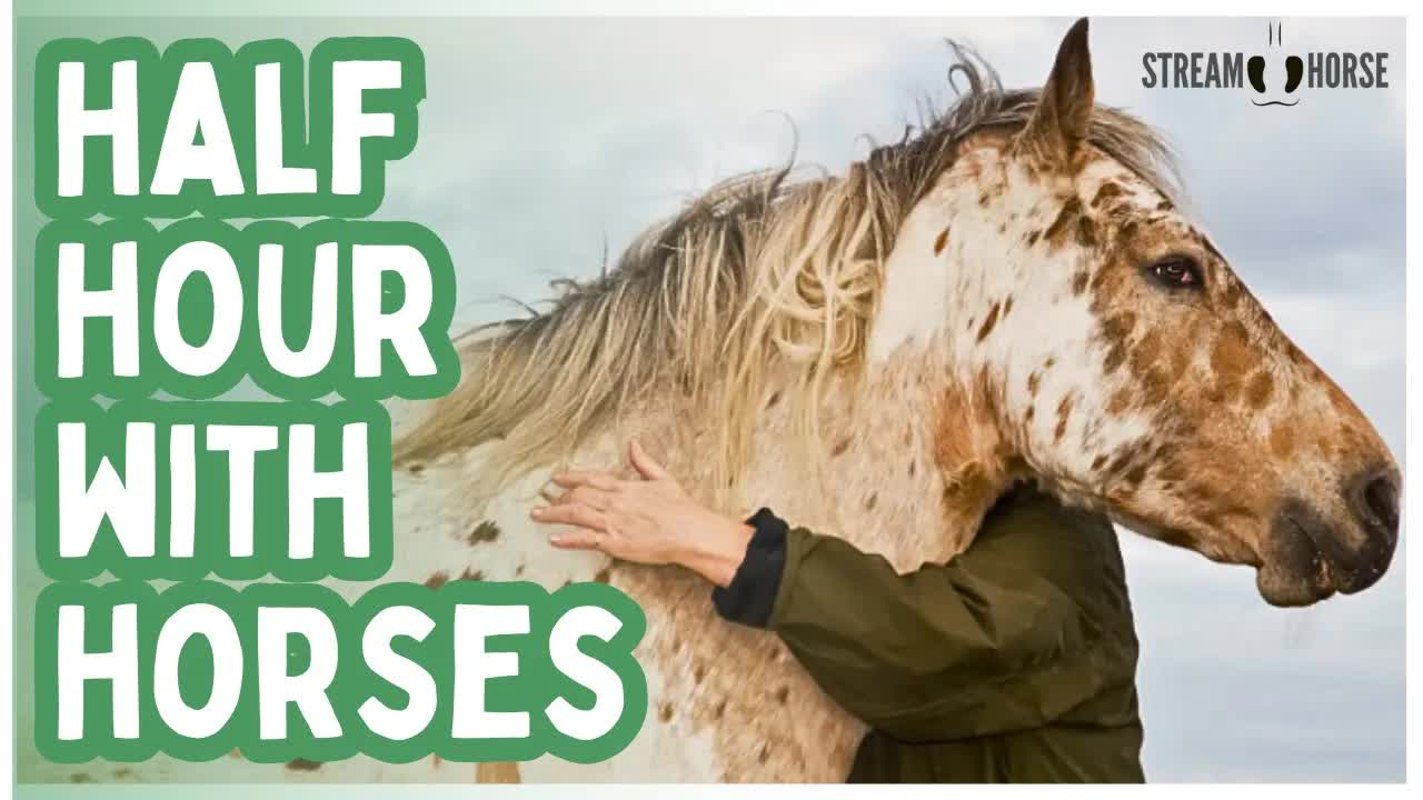 Feeling Stressed? Meditate with Horses in Peaceful Landscapes Worldwide 🐴😌