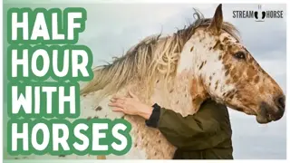 Feeling Stressed? Meditate with Horses in Peaceful Landscapes Worldwide 🐴😌