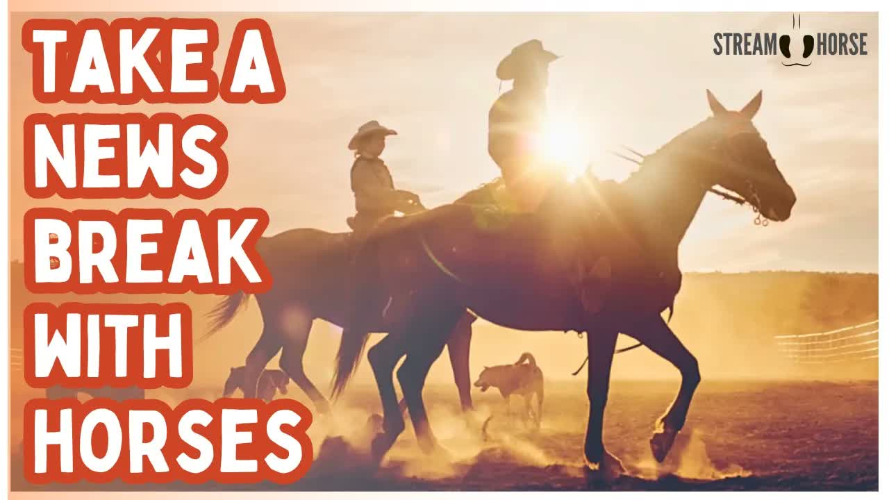 Absorb Fire Horse Energy 🔥🐎 20 Minutes to Recharge from the News