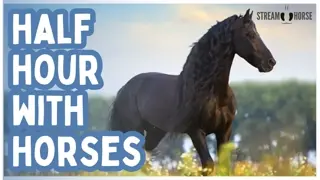 The World Can Be Quiet for 30 Minutes — Horses Everywhere 🐎🌍