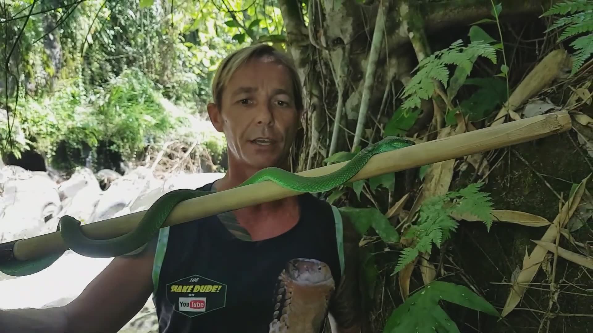 Witnessing deadly pit viper snake species in the wild