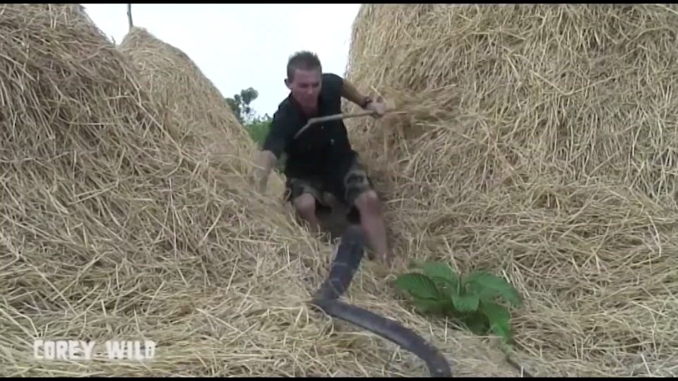 Witnessing aggressive king cobra snake in the wild caught on camera
