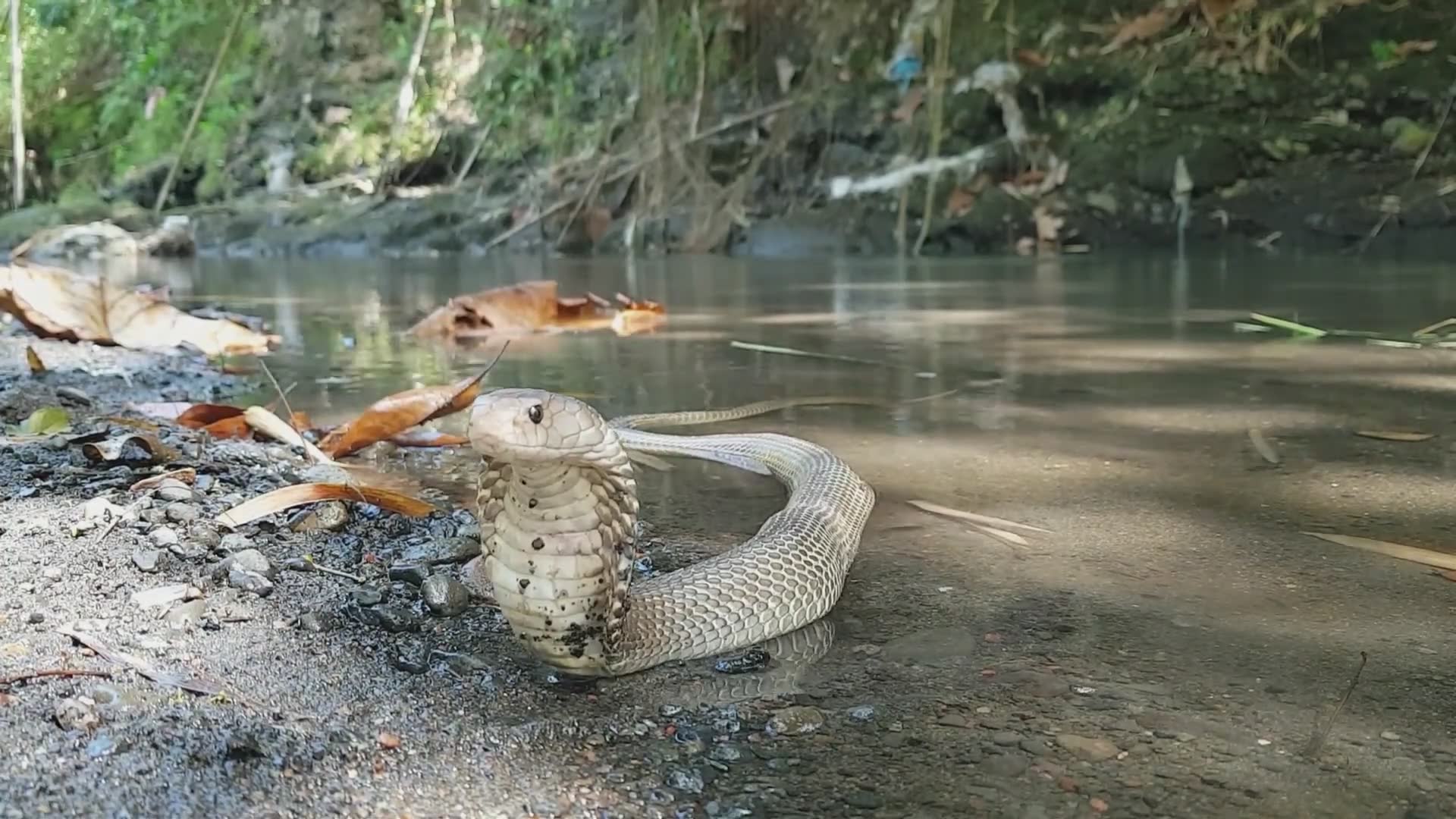 Witnessing aggressive spitting cobra venom spray caught on camera