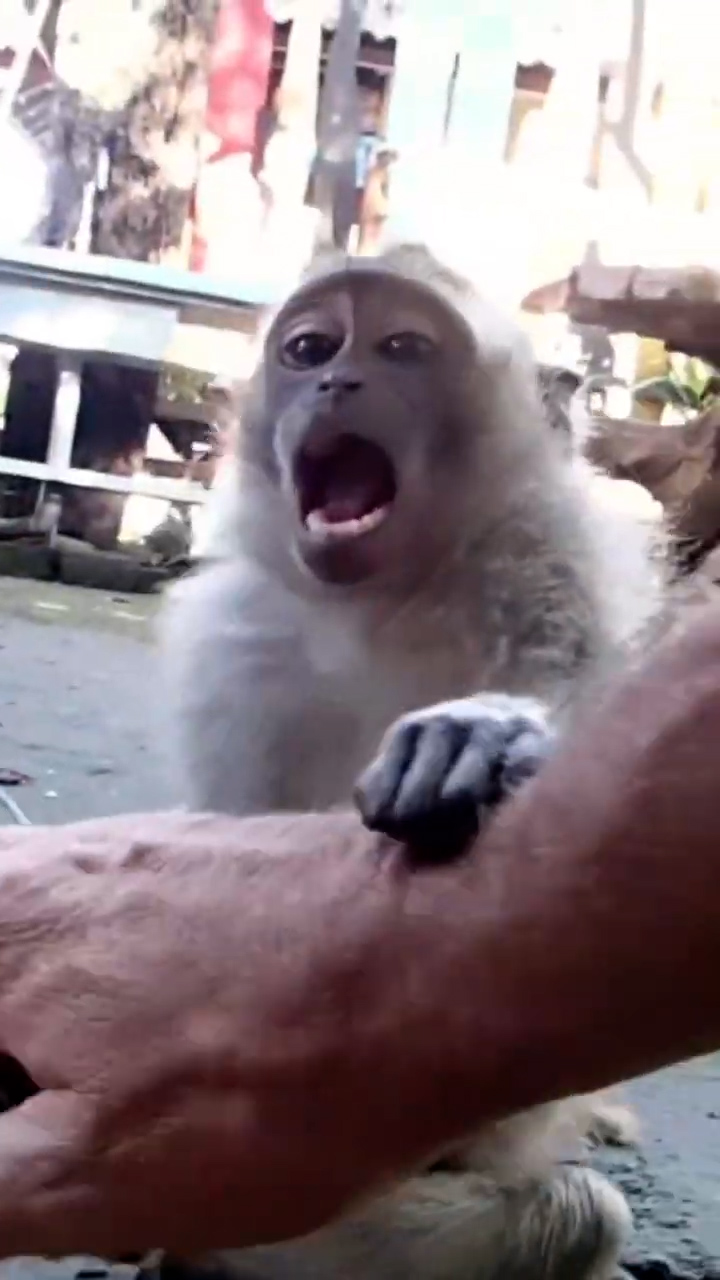 Witnessing wild monkey behavior caught on camera in jungle habitat