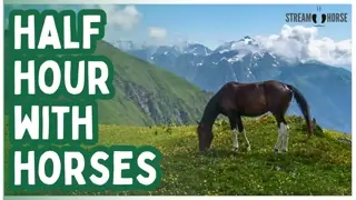 Let the Horses Hold Your Calm for 30 Minutes 🐴😌