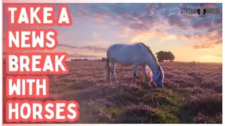 Hey! Escape the Noise Here! 🐎🌍 20 Minutes of Horses & Pure Peace