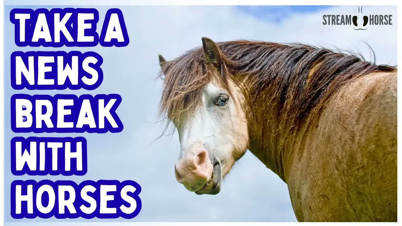 Around the World with Horses 🐎🌎 A 20-Minute News Break