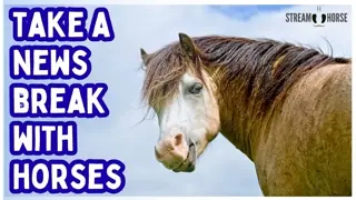Around the World with Horses 🐎🌎 A 20-Minute News Break
