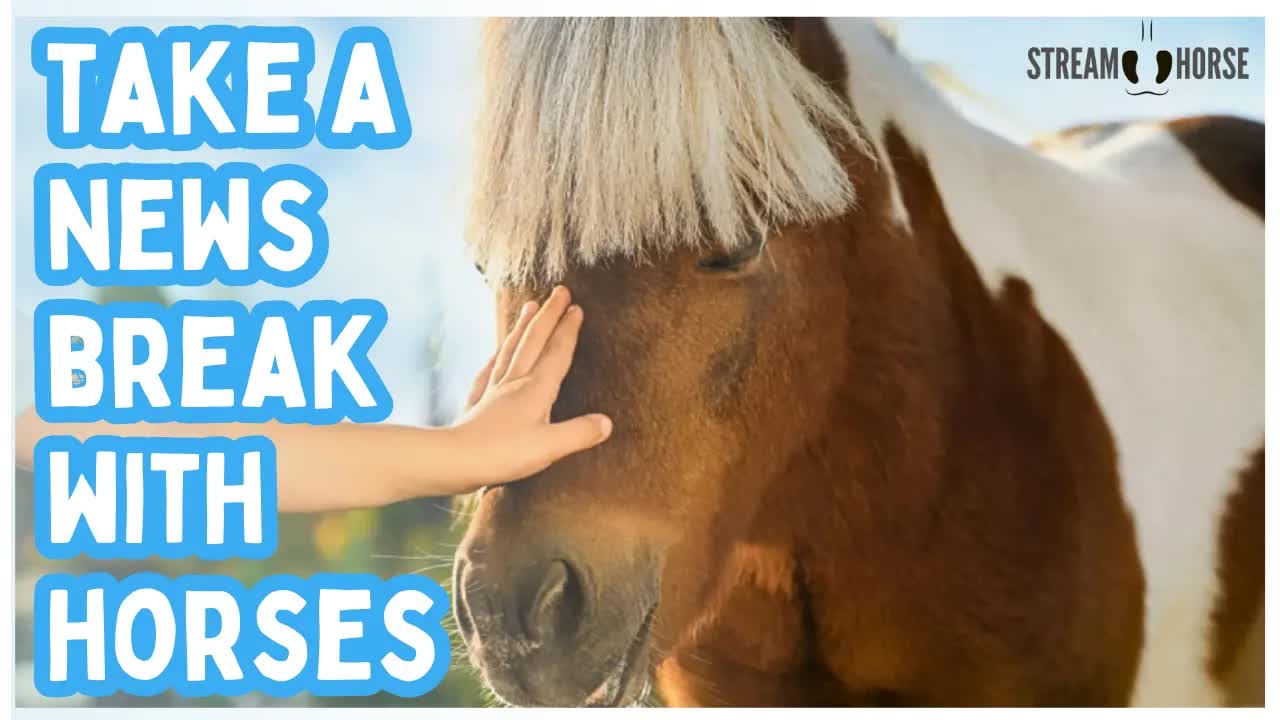 Turn Off the News. Turn On This. 🐎✨ 20 Minutes of Horses for Peace
