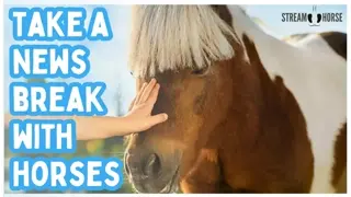 Turn Off the News. Turn On This. 🐎✨ 20 Minutes of Horses for Peace