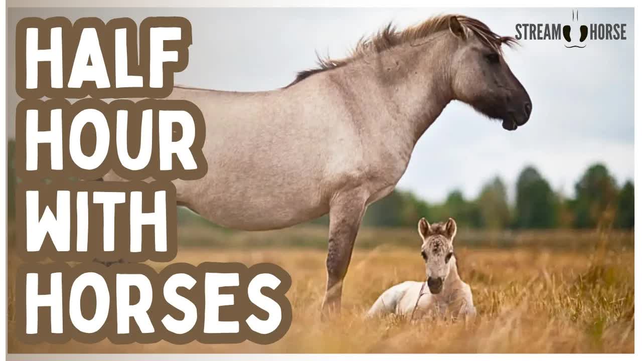 Nothing Needs Your Attention Here 🐴 30 Minutes of Horses to Feel Calm