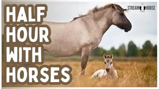 Nothing Needs Your Attention Here 🐴 30 Minutes of Horses to Feel Calm