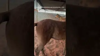 Gentle, free, and loving his butt scratches. Happy birthday to our desert chief. 🌙🐴