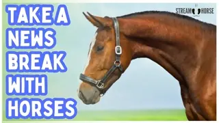Has the News Left You On Low Battery? 🔋⚡ 20 Minutes of All-Natural Horsepower 🐎🔥