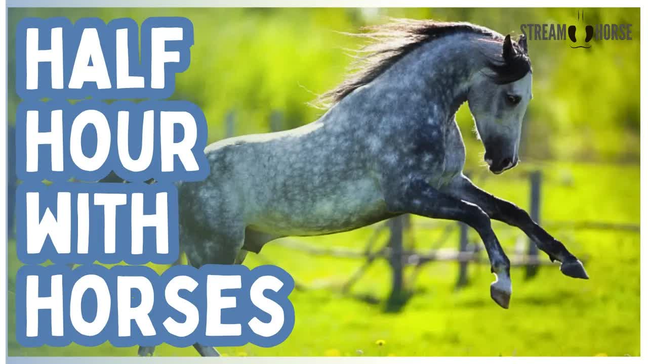 Humanity Needs These 30 Minutes — Let the Horses Help 🐴🌎