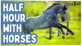 Humanity Needs These 30 Minutes — Let the Horses Help 🐴🌎