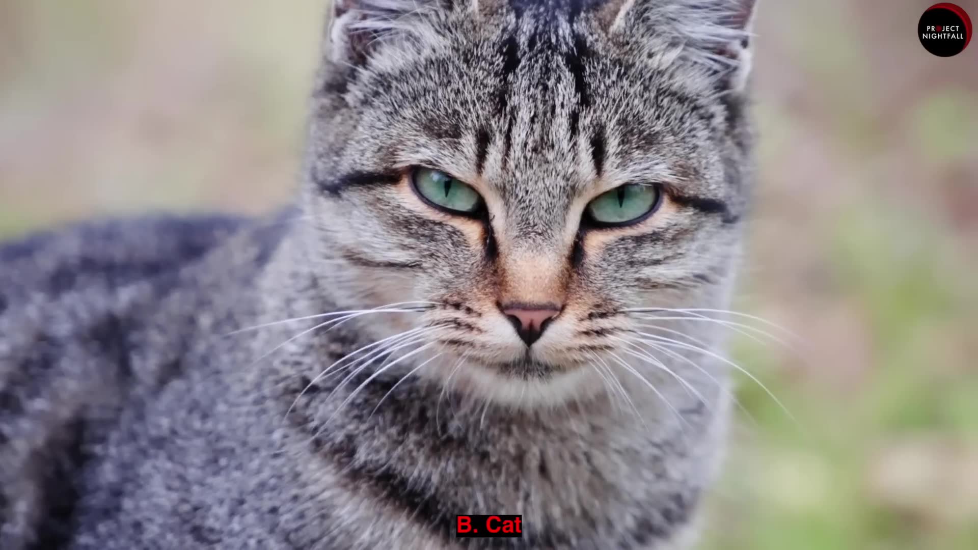 Why cats are amazing according to science and evolutionary biology