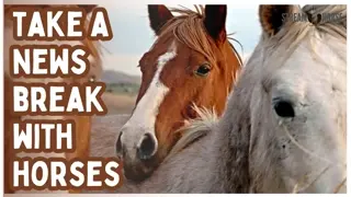Recharge from the News the Natural Way 🐎🔋 20 Minutes of Horses