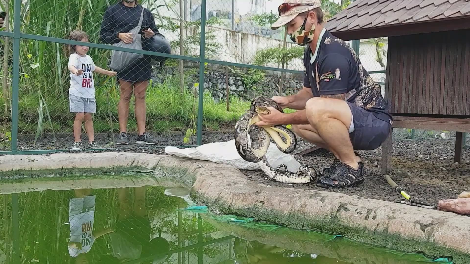 Witnessing massive constrictor hunting waterfowl in wetlands