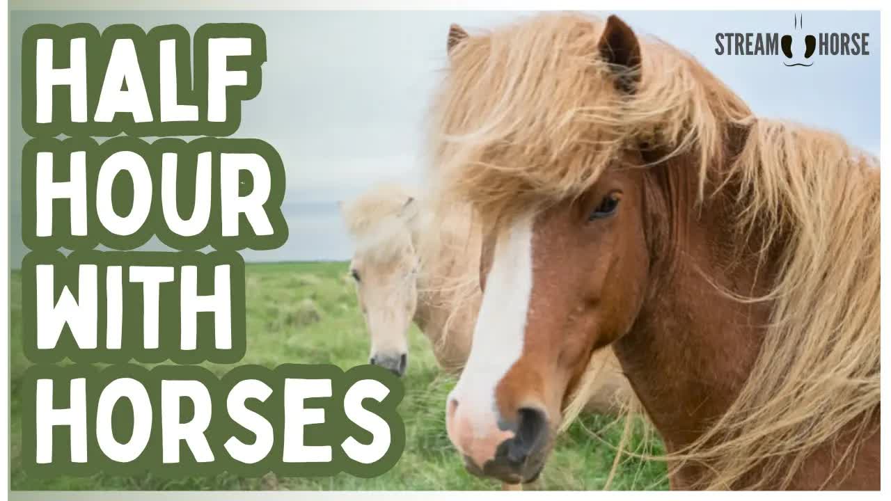 Breathe Out 🐎🌿 30 Minutes of Horses Around the World to Calm Your Day