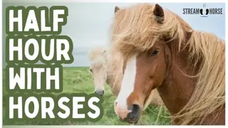 Breathe Out 🐎🌿 30 Minutes of Horses Around the World to Calm Your Day