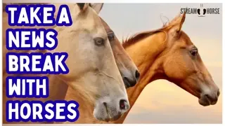 The News Is Loud. The Herd Is Healing. 🐎🌍 20 Minutes of Equine Therapy