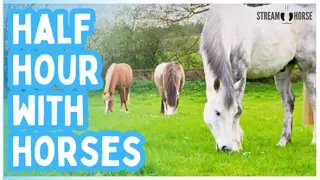 Had a Long Day? 🌤️🐴 Let These Horses Bring You Calm (30 Minutes)