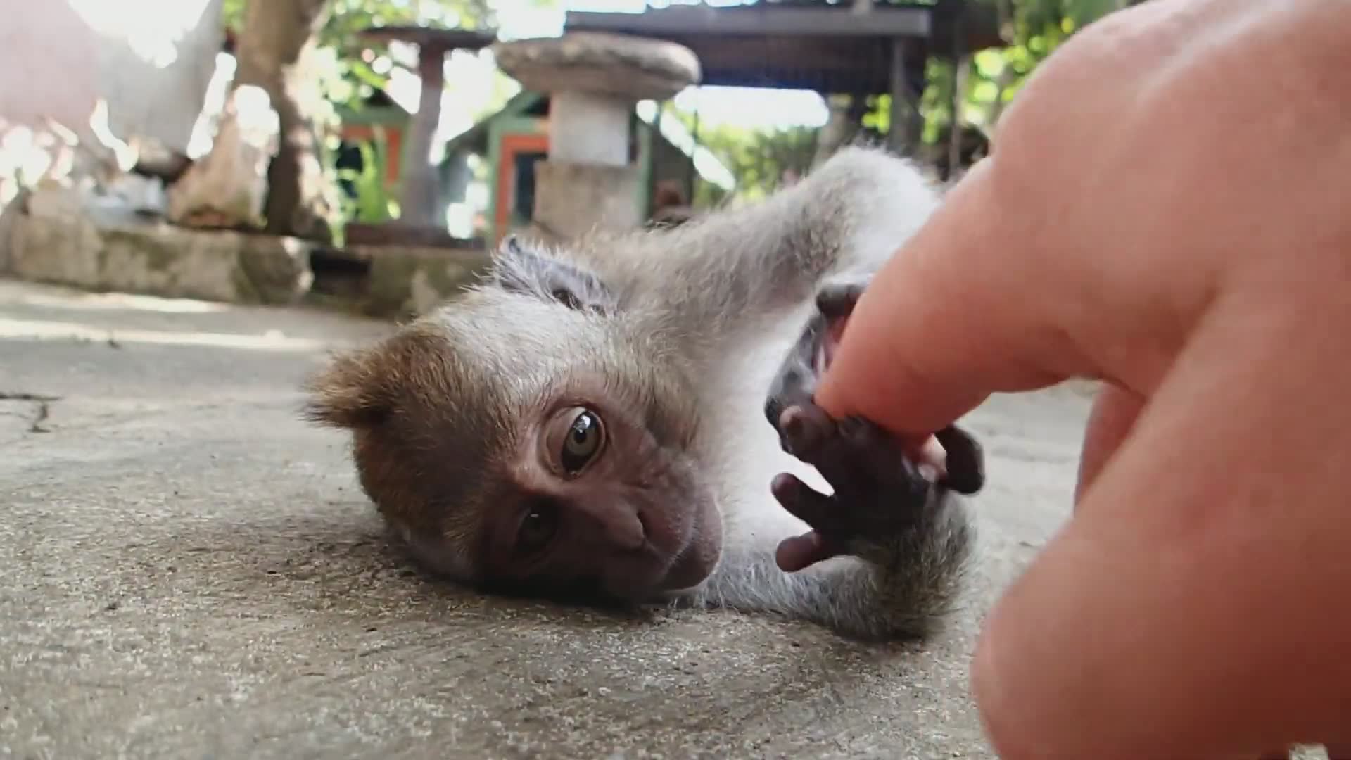 Witnessing macaque attack behavior caught on camera