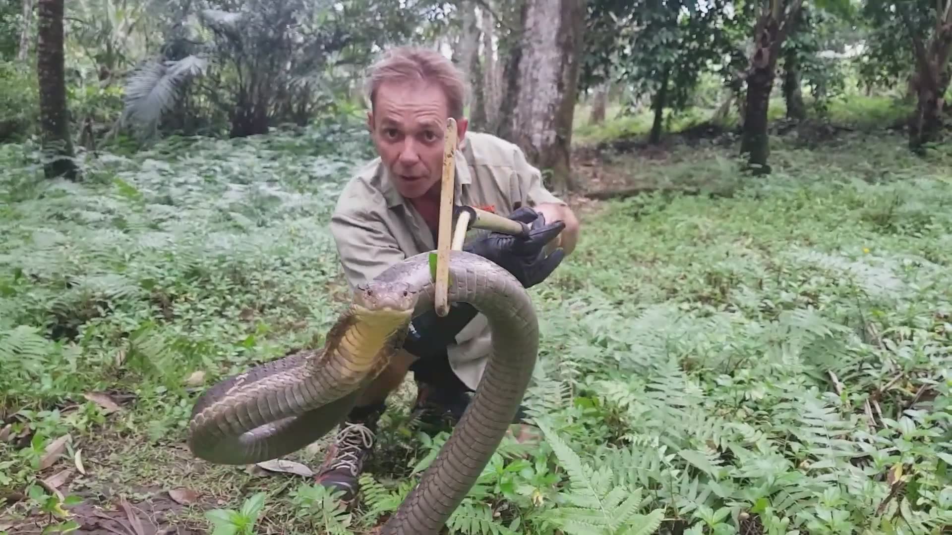 Witnessing aggressive king cobra strike caught on camera