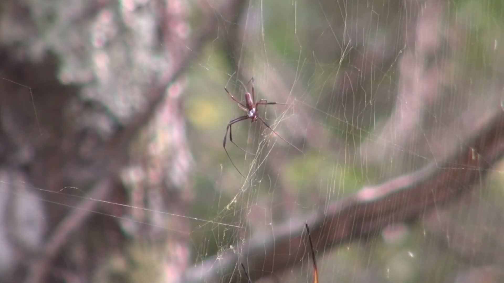 Discovering largest golden orb weaver spider in the wild