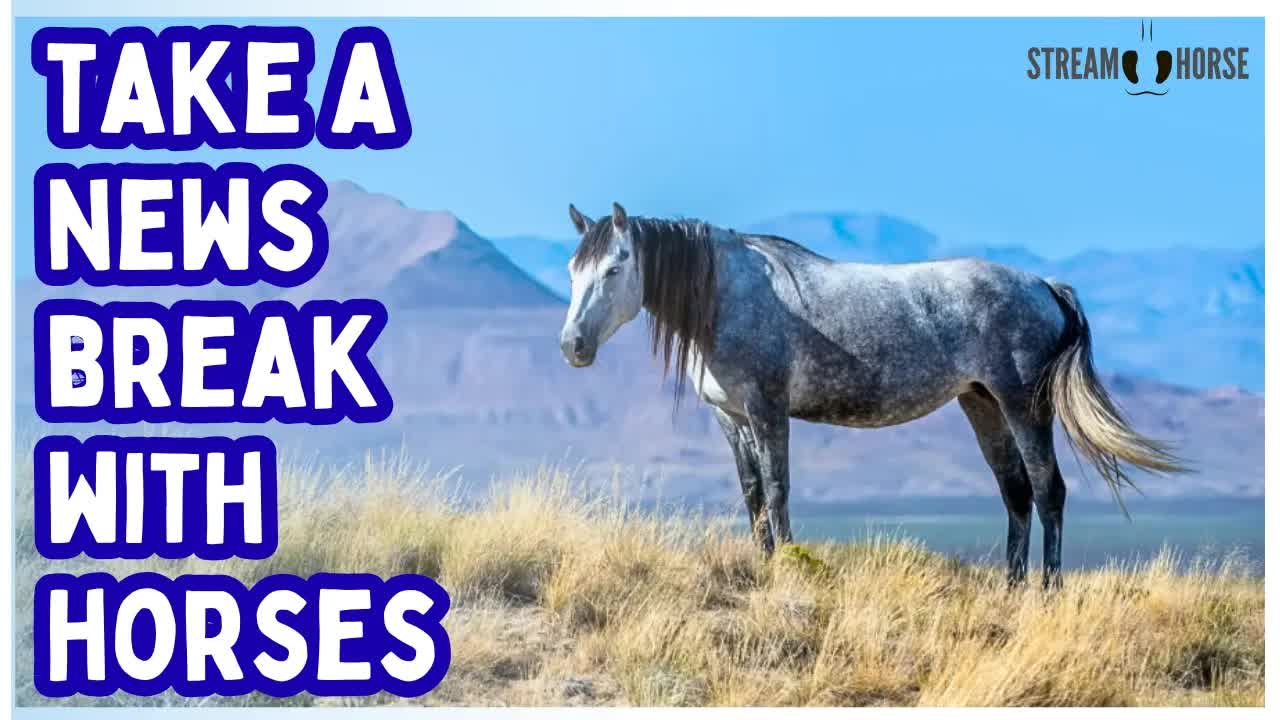 Trade the Headlines for Hoofbeats 📰❌🐎 20 Minutes of Pure Equine Therapy