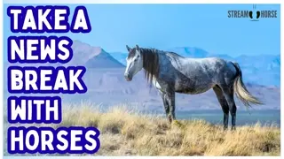 Trade the Headlines for Hoofbeats 📰❌🐎 20 Minutes of Pure Equine Therapy