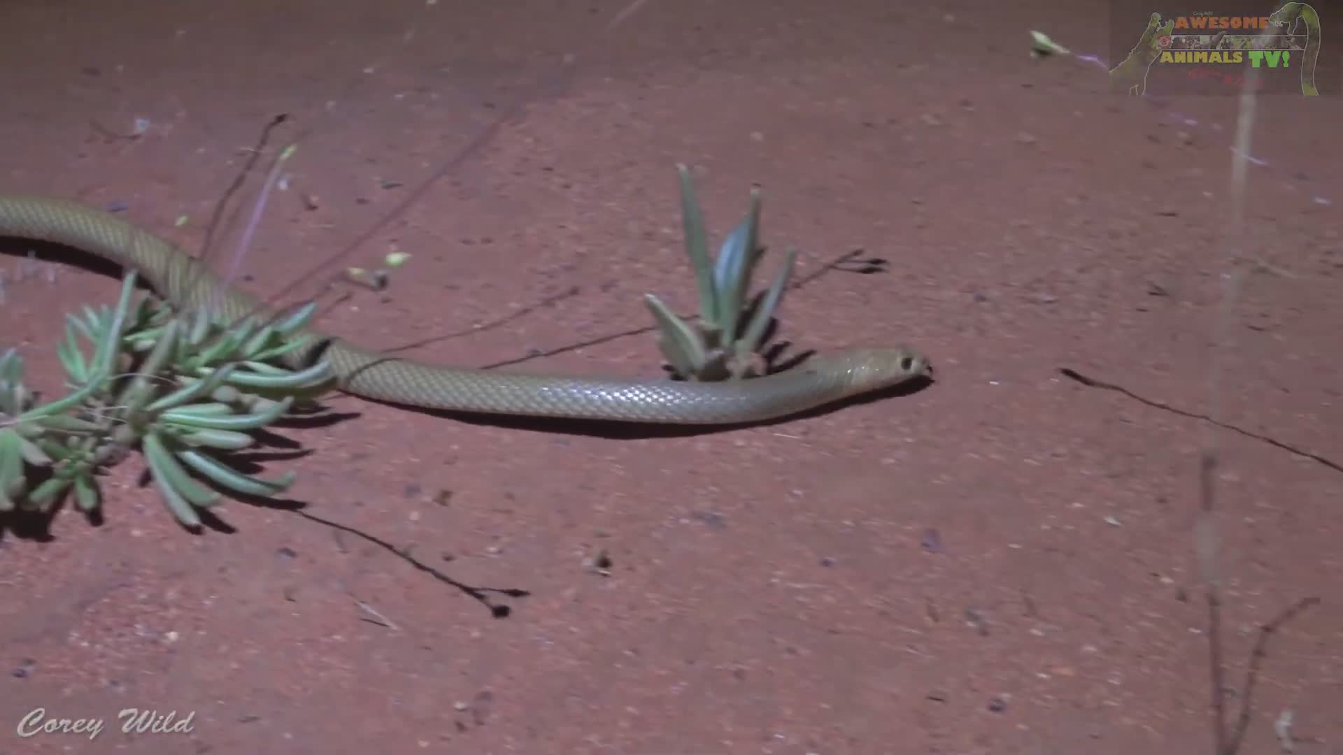 Discovering Australia's deadly brown snake species in the wild