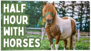 This Is Equine Therapy for the Overstimulated World 🐴🌎🙏