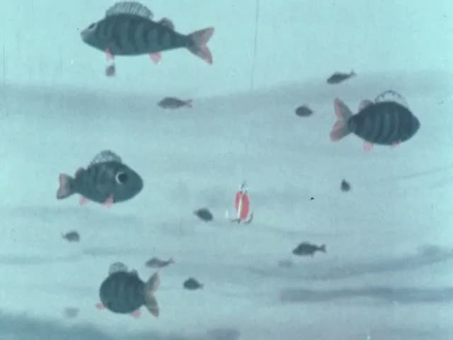 Lake Of Perch (1981)